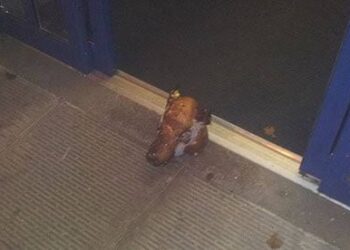 Pig Heads Found at Paris Mosques Spark Outrage