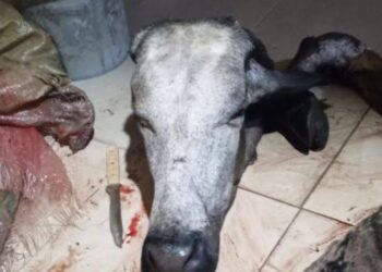 Six Sacks of Cow Meat Recovered as Rustlers Escape in Akwa Ibom