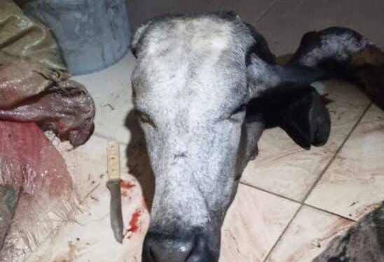 Six Sacks of Cow Meat Recovered as Rustlers Escape in Akwa Ibom