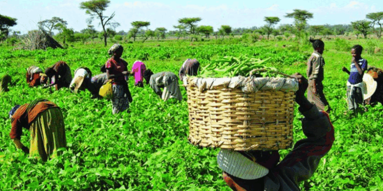 Rivers Farmers Solicit FG’s Support to Enhance Productivity