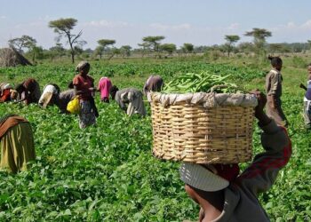 30 Cooperatives Benefit As FG Distributes Farm Inputs In Adamawa