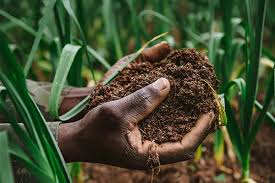FG Targets Food Security With All-year Farming