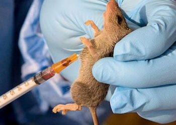 NCDC: Lassa Fever Kills 172 People in Nigeria