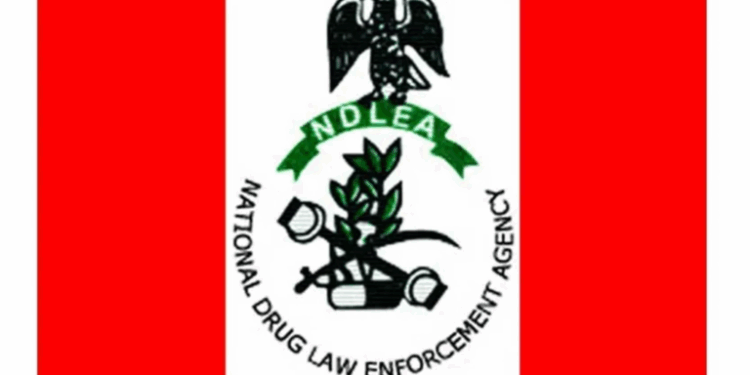 NDLEA Destroys 24,897kg Skunk in Edo, Osun Forests