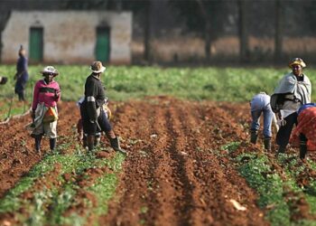Kaduna Farmers Anticipate Bumper Harvest From TELA Maize Variety
