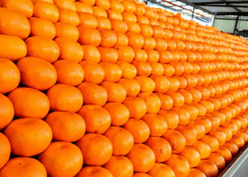 South Africa’s Citrus Exports Rise by Record 22% in 2025