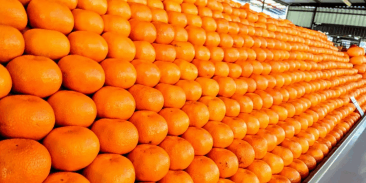South Africa’s Citrus Exports Rise by Record 22% in 2025