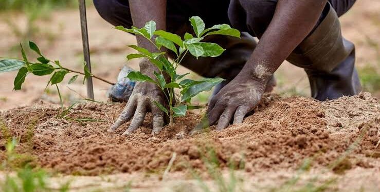 COP30: COWA to Plant 5,000 Trees in 50 Nigerian Communities