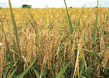 Nasarawa Targets 1.2 Million Bags of Rice Harvest From State-owned Farm – Gov Sule