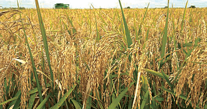 Nasarawa Targets 1.2 Million Bags of Rice Harvest From State-owned Farm – Gov Sule