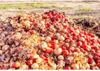Post-harvest Losses in Kano Dropped by 51% – Official