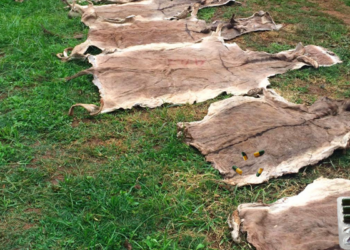 Customs Seizes Over 700 Donkey Skins in Adamawa