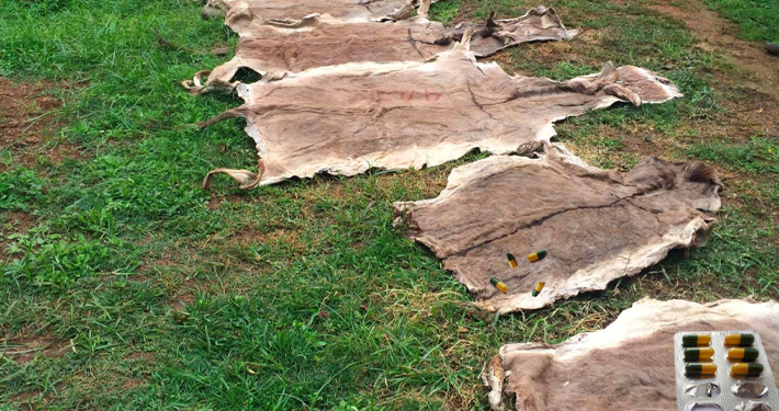 Customs Seizes Over 700 Donkey Skins in Adamawa