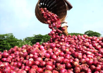 Farmers Predict Soaring Cost of Onions as Christmas Approaches