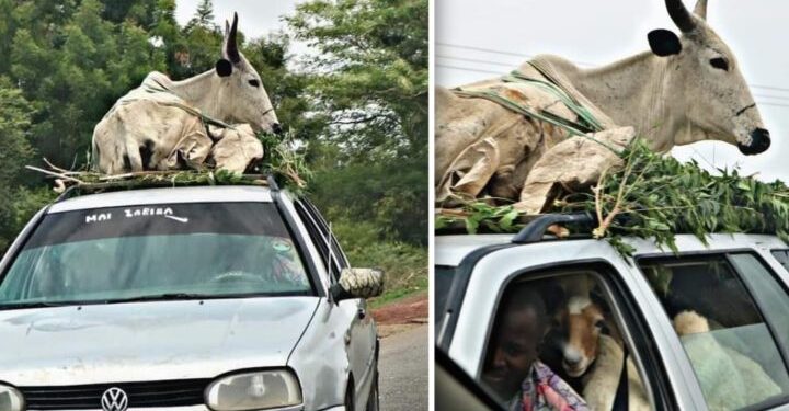 FRSC Cracks Down on Overloading, Impounds 50 Vehicles