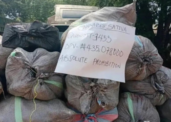 Customs Intercept N435 Million Worth of Cannabis in Ogun