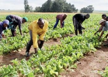Ekiti Govt Urges Farmers to Heed Official Planting Guidelines