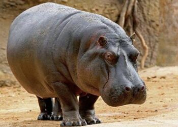 Gombe Farmers Raise Alarm Over Hippo Attacks on Farmlands