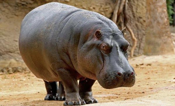 Gombe Farmers Raise Alarm Over Hippo Attacks on Farmlands