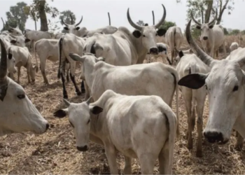 Herder, 42, Arraigned Over Alleged Theft of 50 Cows Worth N45 Million