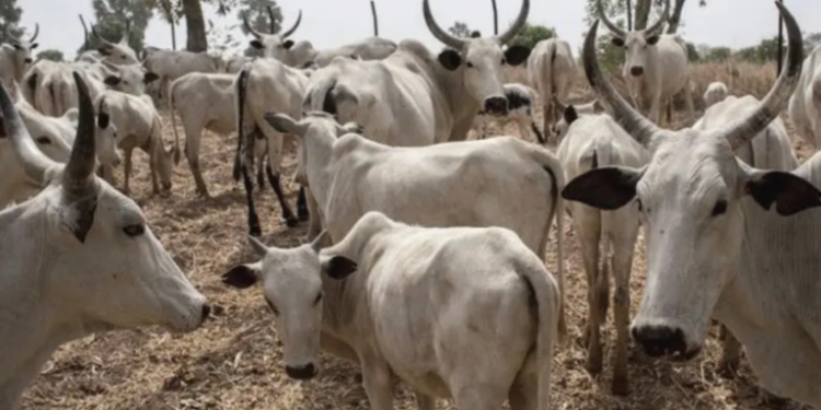 Herder, 42, Arraigned Over Alleged Theft of 50 Cows Worth N45 Million