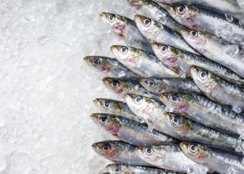 Morocco to Ban Frozen Sardine Exports From February 1