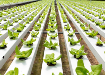 Hydroponic Farming Gains Momentum in Saudi Arabia