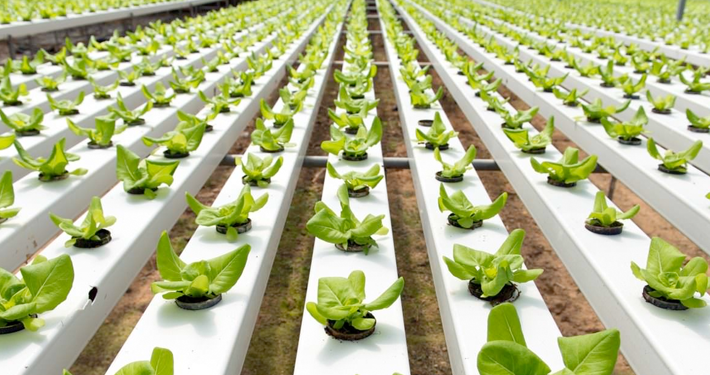 Hydroponic Farming Gains Momentum in Saudi Arabia