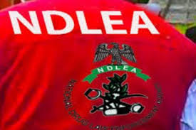 NDLEA Nabs Drug Kingpin Wanted For Murder of Three Operatives, Recovers 69kg of Skunk
