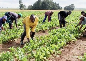AfDB Approves $200 Million Loan to Boost Nigeria’s Agricultural Productivity