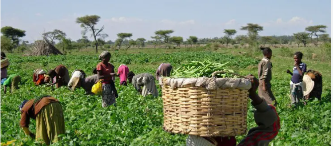 Agric Expert Warns Farmers Against Premature Planting