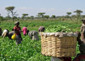 AFAN Seeks Better Welfare For Displaced Farmers