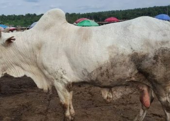 Two Herders Arraigned For Stealing Cow in Ibadan