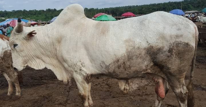Two Herders Arraigned For Stealing Cow in Ibadan