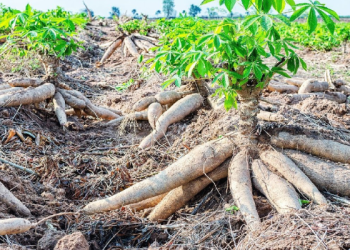 FG Restates Commitment to Harnessing Potential in Cassava Bioethanol