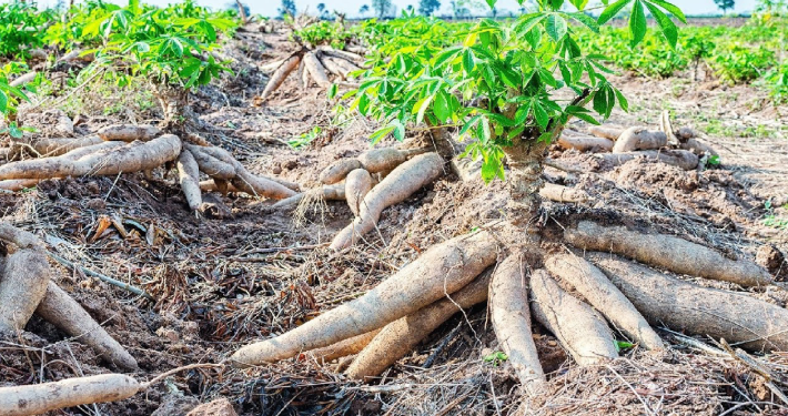 FG Restates Commitment to Harnessing Potential in Cassava Bioethanol