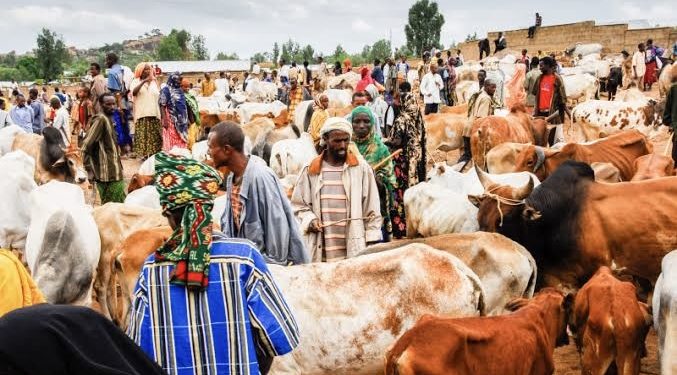 Kano Announces Reforms for Livestock, Meat Processing