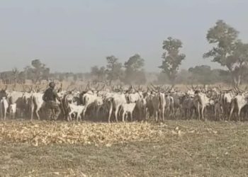 Troops Reclaim 529 Rustled Livestock From Terrorists in Katsina