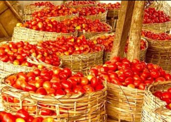 Ramadan: No Price Hike For Tomatoes, Farmers Reassure Nigerians