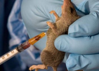 Lassa Fever: Plateau Confirms 11 Cases, Four Deaths