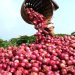 Climate Change: FG’s Intervention Boosts Onion Production, Stabilises Prices