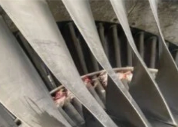 Another Bird Strike Grounds United Aircraft, Flights Disrupted