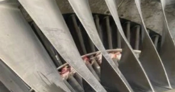 Another Bird Strike Grounds United Aircraft, Flights Disrupted