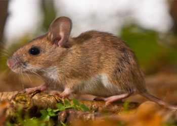 Lassa Fever: Bauchi Govt Confirms 11 Cases, Four Deaths