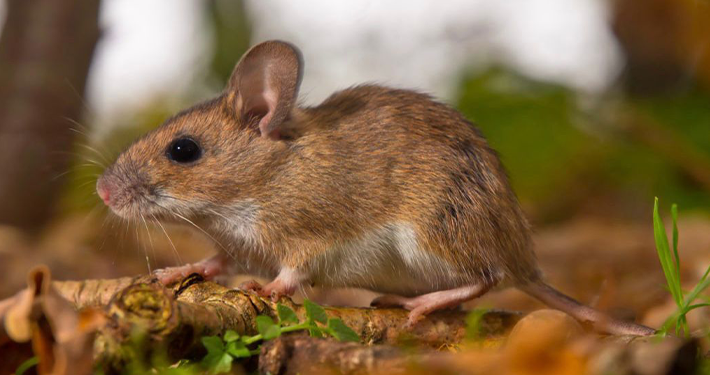 Lassa Fever: Bauchi Govt Confirms 11 Cases, Four Deaths