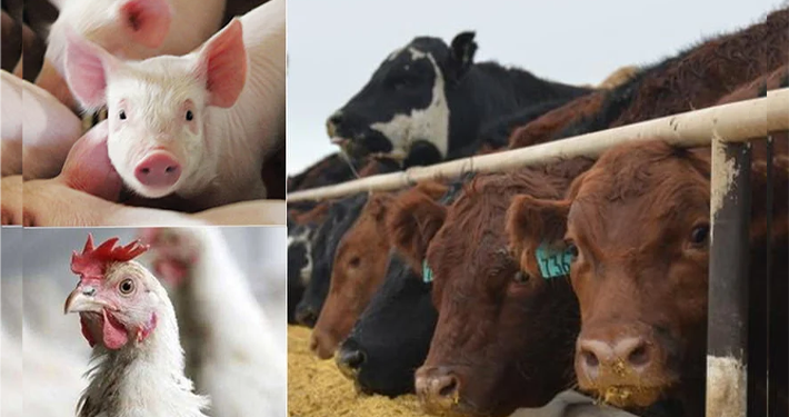 FG Supplies Ekiti With 80,500 Doses of Livestock Vaccines
