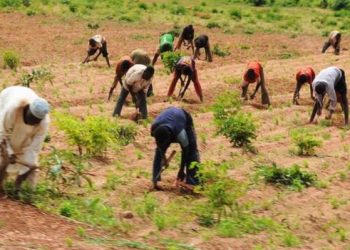 Experts Warn Farmers Against Misuse of Agrochemicals