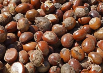 Tinubu Approves Extension of Ban on Raw Shea Nut Exports