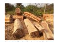 C’River Community Settles Logging Dispute with Ezemac International