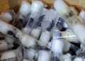 Kenya Arrests Chinese National Over Attempt to Smuggle 2,000 Ants Hidden in Test Tubes